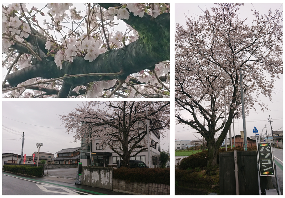 【桜満開！！】｜ひだまり彦根教室