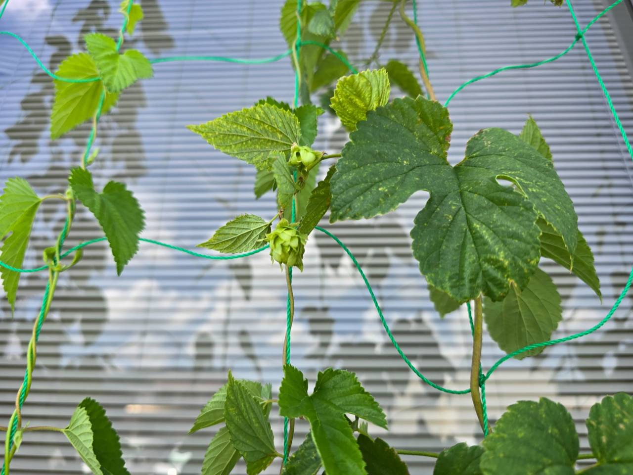 【ホップ栽培♫】｜安土教室