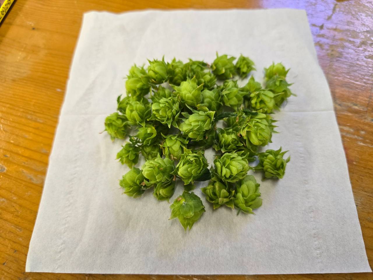 【ホップ収穫】｜安土教室