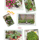 お花たちがお出迎え